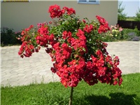 18c78c60-Picture 4545.jpg